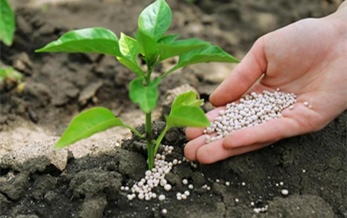 fertilizer and pesticide utilization rate on china’s staple food rise steadily